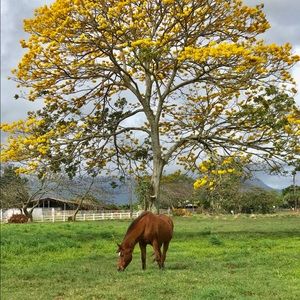 Meet your Posher, Rain